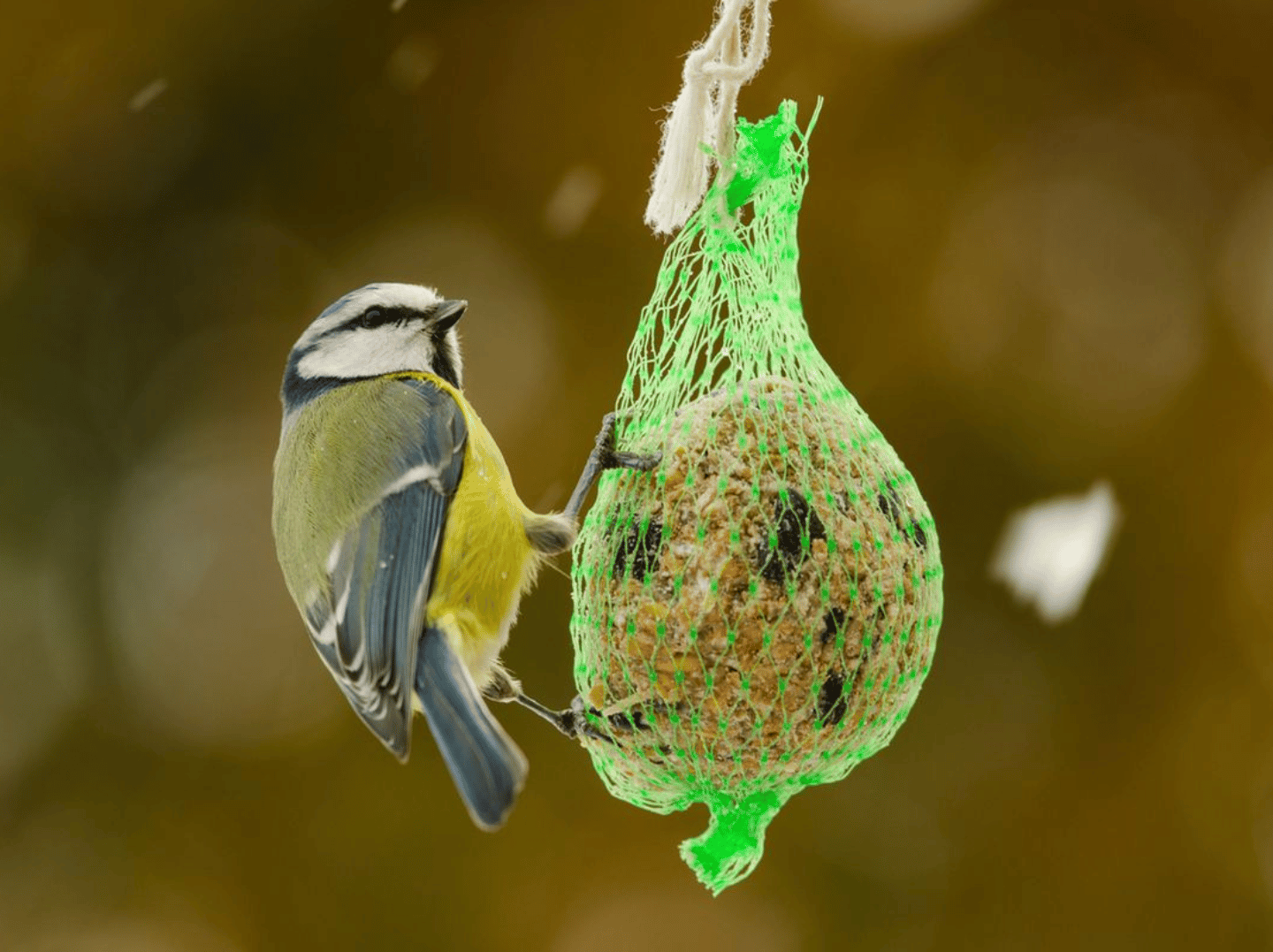 Sans titre14 - Les éco-délégués au service des oiseaux